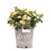 Lemon Drift Rose Bush