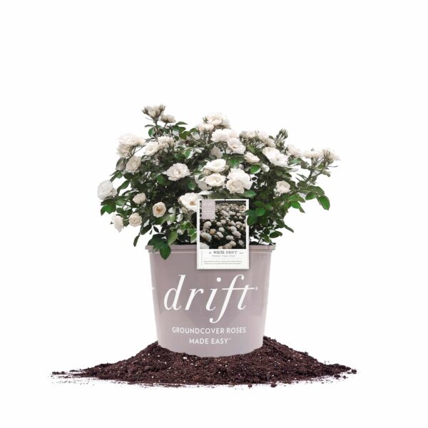 White Drift Rose Bush