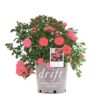 Coral Drift Rose Bush