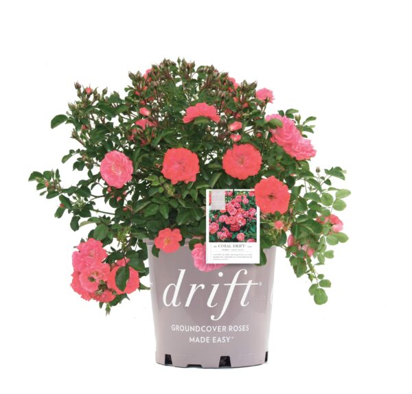 Coral Drift Rose Bush
