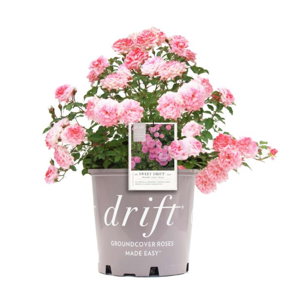 Sweet Drift Rose Bush