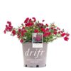 Red Drift Rose Bush