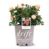 Apricot Drift Rose Bush