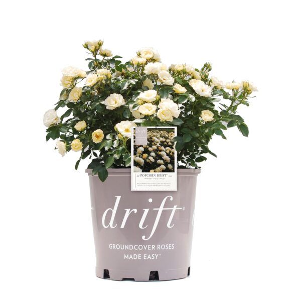 Popcorn Drift Rose Bush