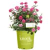 Pink Double Knock Out Rose Bush