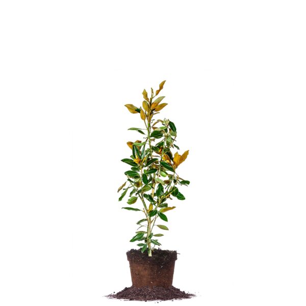 Bracken’s Brown Beauty Magnolia Tree