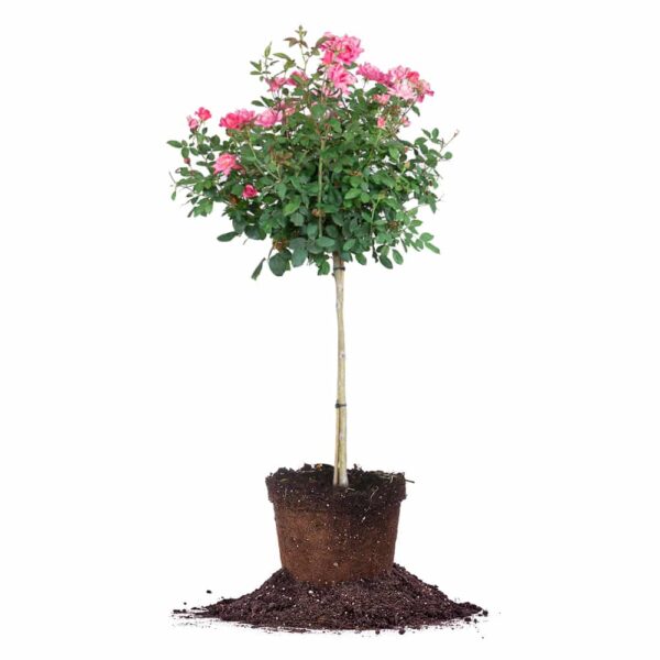 Double Pink Knock Out Rose Tree