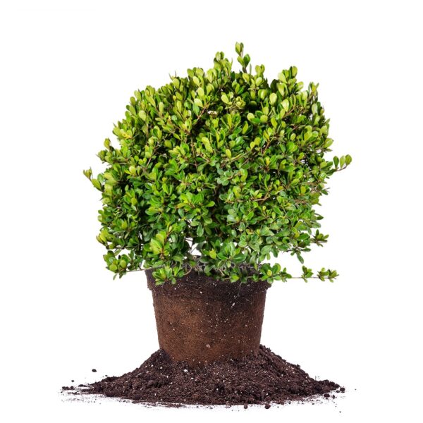 Mrs Schiller’s Delight Viburnum