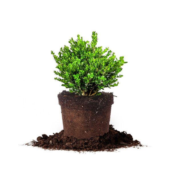 Wintergreen Boxwood Shrub
