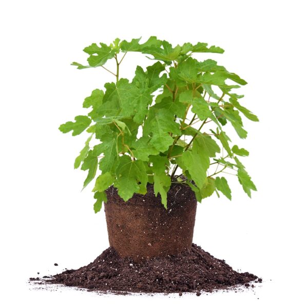 Black Mission Fig Tree