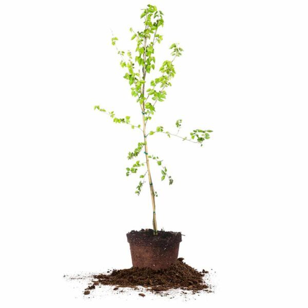 Dwarf Everbearing Mulberry Tree