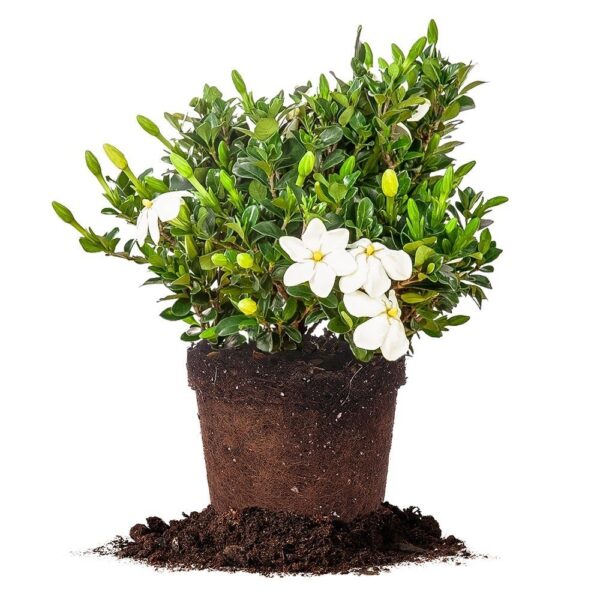 Kleim’s Hardy Gardenia Shrub