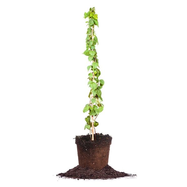 Caroline Raspberry Bush