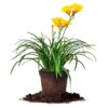 Stella de Oro Daylily Shrub