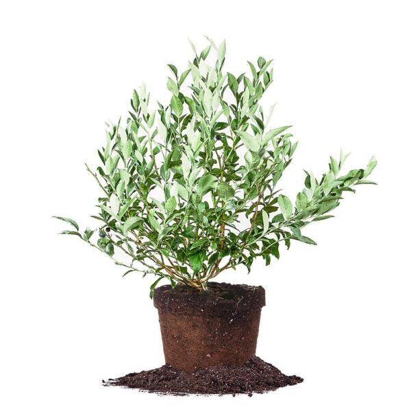 Beckyblue Rabbiteye Blueberry Bush