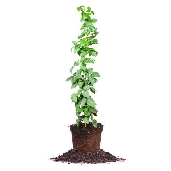 Ouachita Blackberry Bush