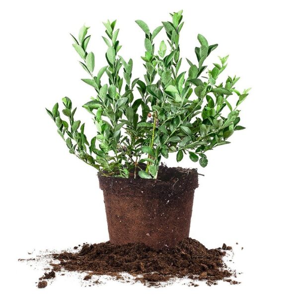 Climax Blueberry Bush