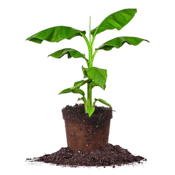 Cold Hardy Basjoo Banana Tree