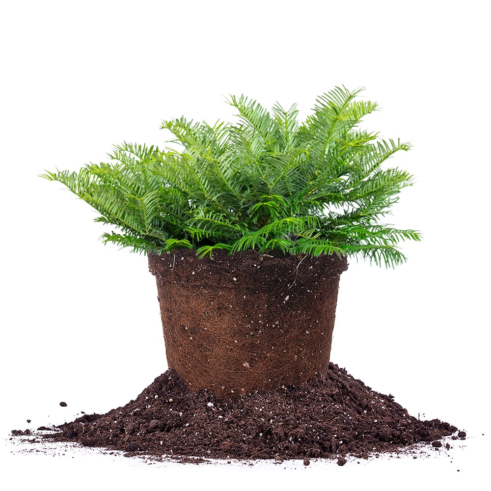 Cephalotaxus Spreading Yew Shrub