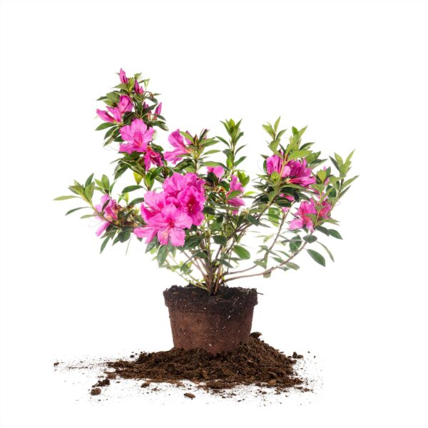 Formosa Azalea Shrub