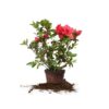 Red Ruffles Azalea Shrub