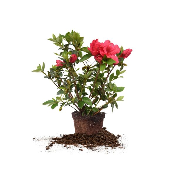 Red Ruffles Azalea Shrub