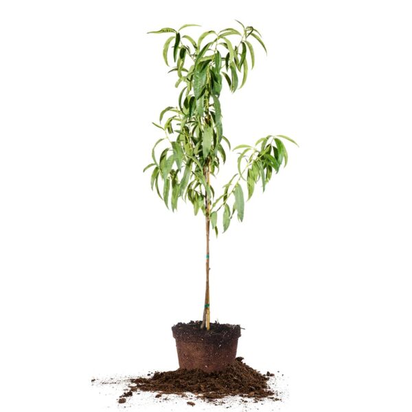 Early Elberta Peach Tree