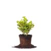 Japanese Boxwood Shrub