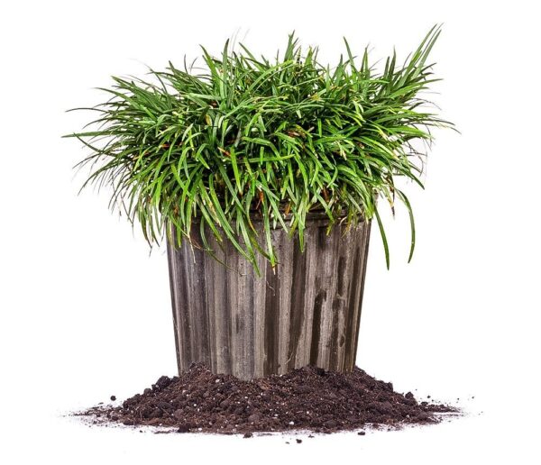Dwarf Mondo Grass Shrub