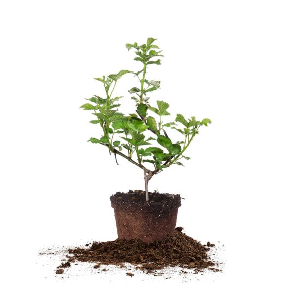 Natchez Blackberry Bush