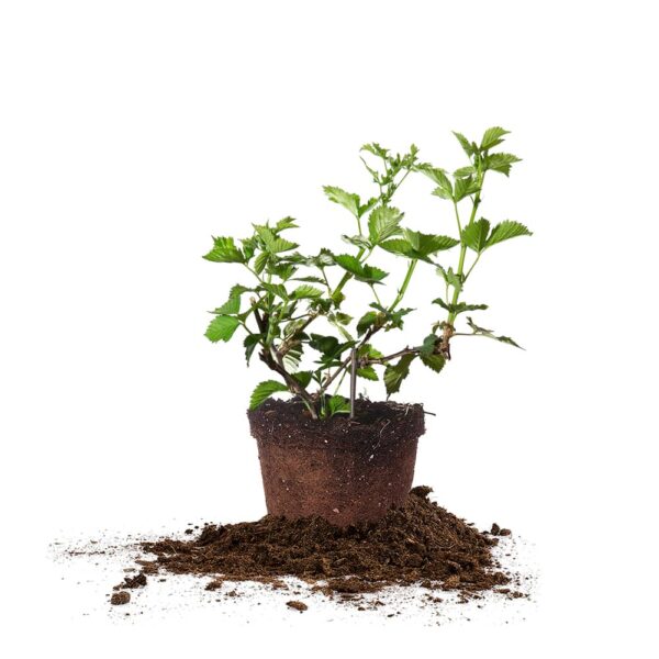 Navaho Blackberry Bush