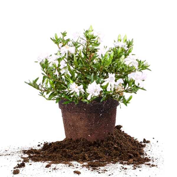 Dwarf Gardenia Radicans Shrub