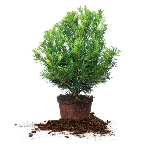 Podocarpus Pringles Dwarf