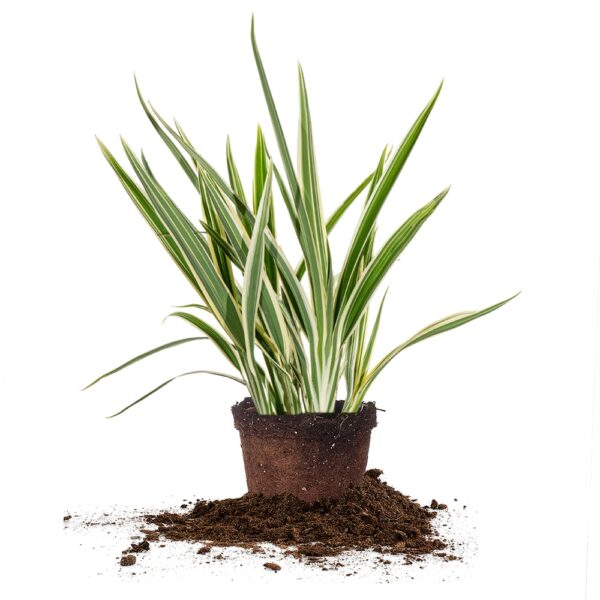 Variegated Flax Lily Shrub