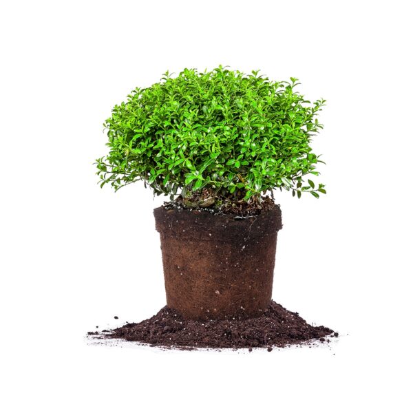 Soft Touch Holly Shrub Ilex Crenata