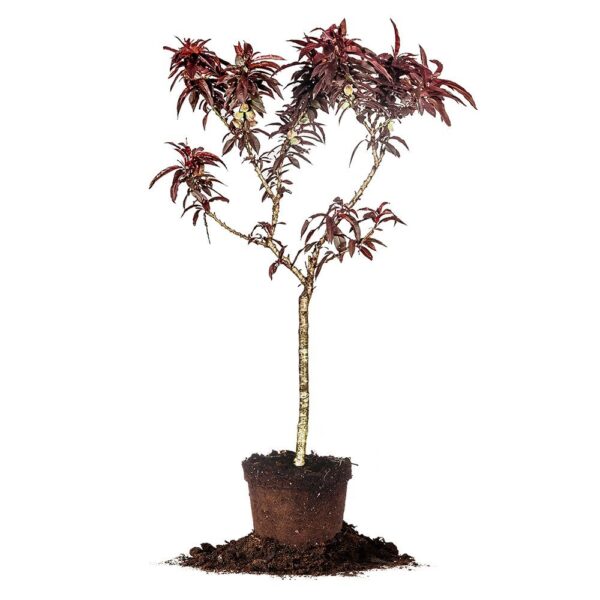 Bonfire Patio Peach Tree