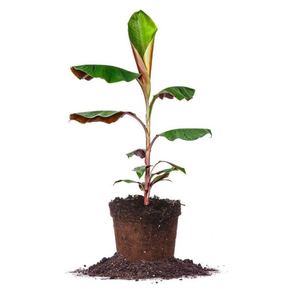 Cold Hardy Musa Bordelon Banana Tree