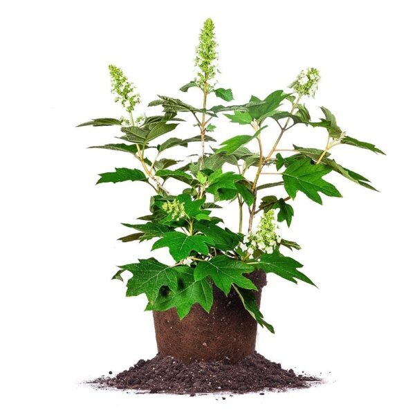 Oakleaf Hydrangea Shrub