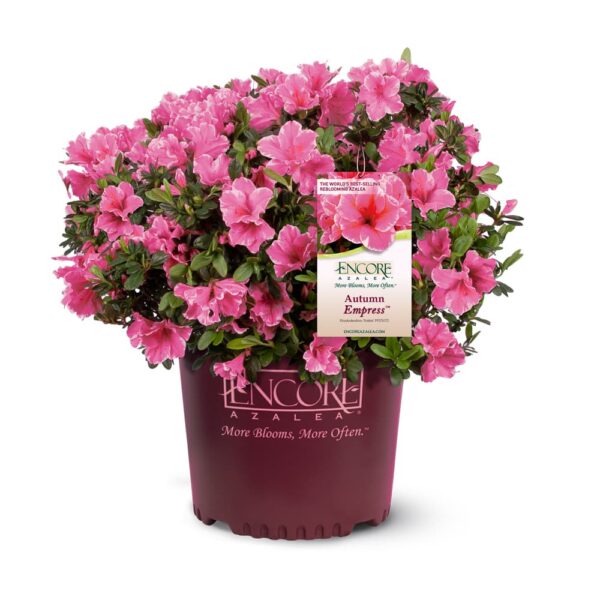 Autumn Empress Encore Azalea Shrub