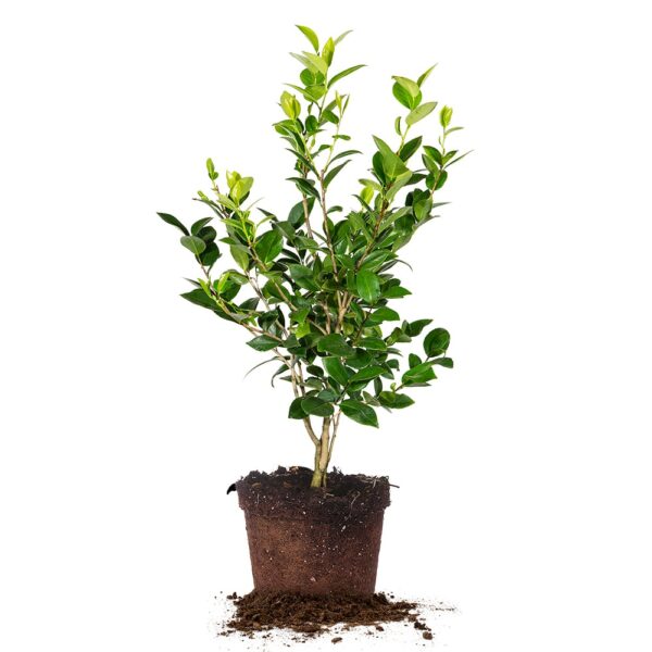 Pink Perfection Camellia