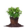GG Gerbing Azalea Shrub