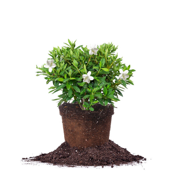 GG Gerbing Azalea Shrub