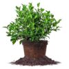 August Beauty Gardenia Shrub