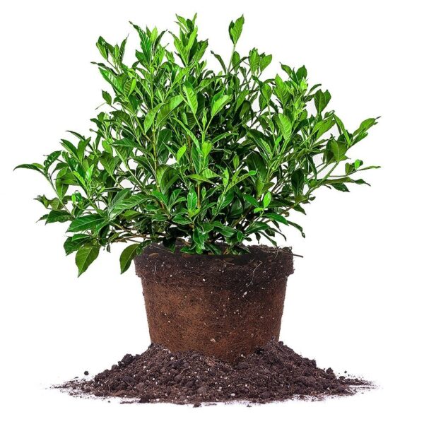 August Beauty Gardenia Shrub