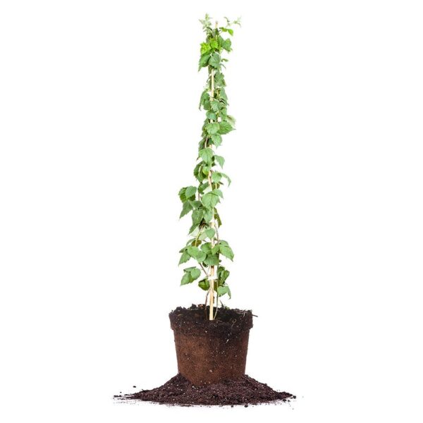 Glencoe Thornless Raspberry Bush