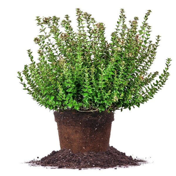 Rose Creek Abelia Shrub