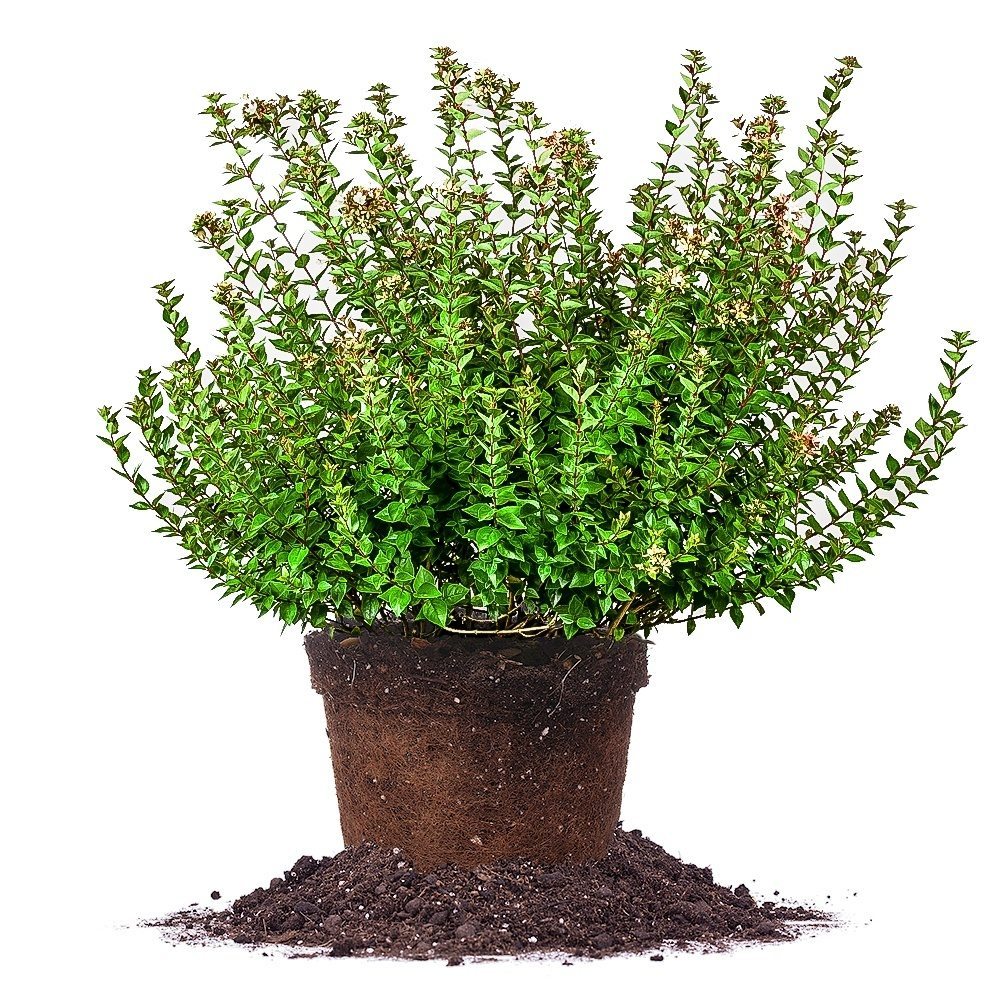 Rose Creek Abelia Shrub