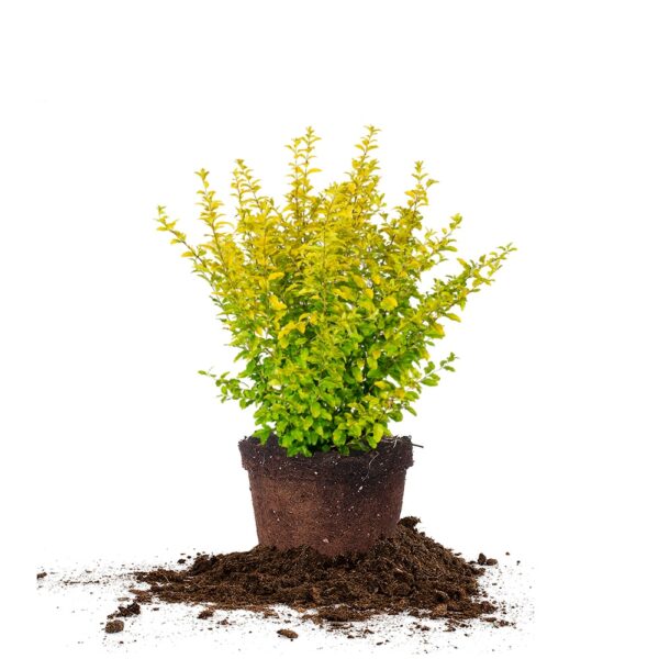 Sunshine Ligustrum Shrub