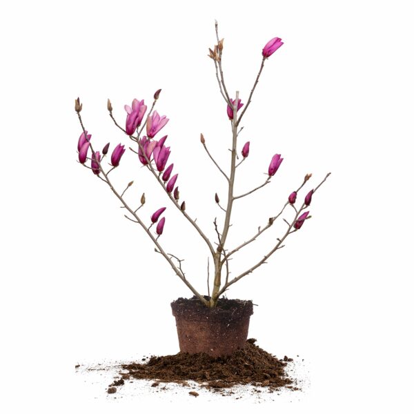Ann Magnolia Tree