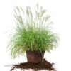 Miscanthus Adagio Shrub